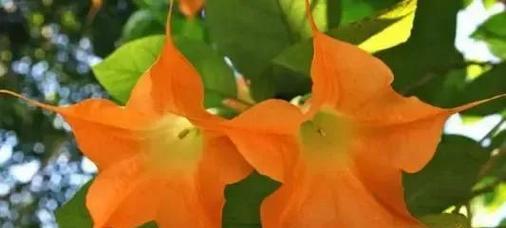 代表恶魔的花是什么？被称为恶魔之花的植物有哪些特点？