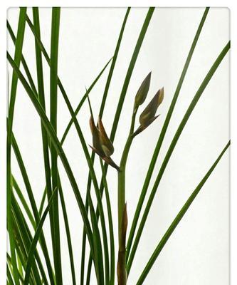 代表高洁的植物有哪些？如何识别和养护这些植物？