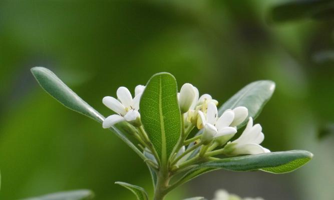 代表和平的植物有哪些？它们的象征意义是什么？