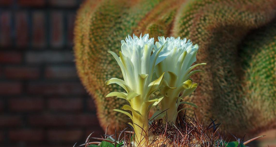 哪些植物代表坚韧不拔？如何在家中种植这些植物？
