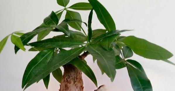 代表礼仪的植物有哪些？它们各自象征着什么含义？