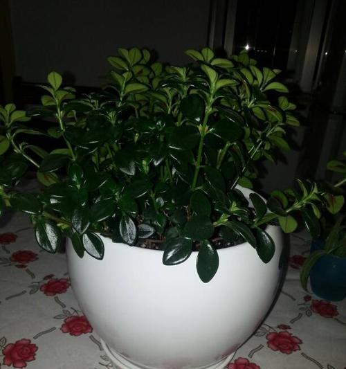 代表礼仪的植物有哪些？它们各自象征着什么含义？