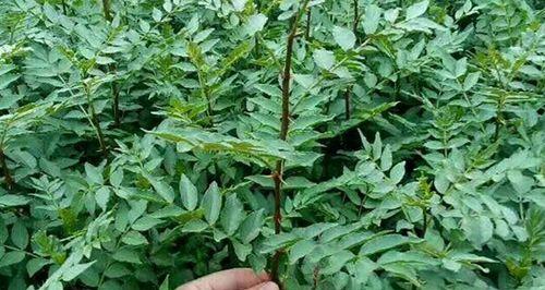 花椒属于木本植物吗？它的分类和特性是什么？