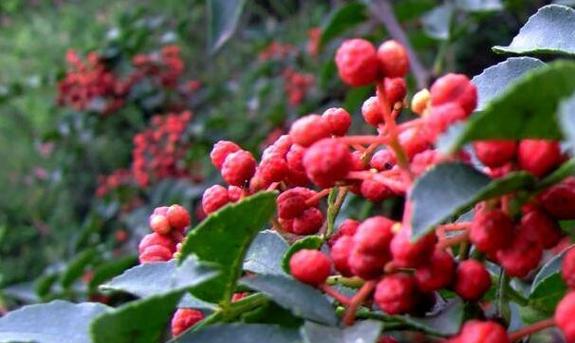 花椒属于木本植物吗？它的分类和特性是什么？