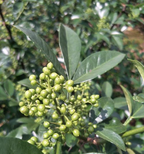 花椒属于木本植物吗？它的分类和特性是什么？
