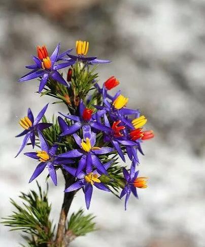 代表魅惑的花是什么？哪种花最妖艳魅惑？