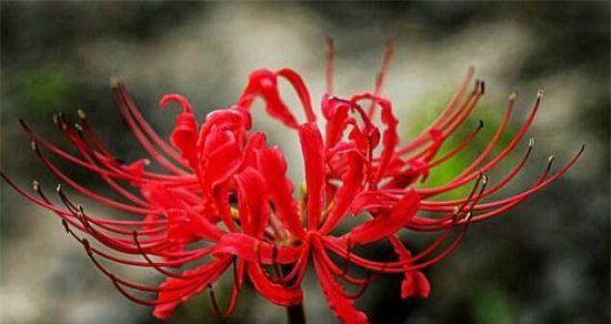 代表魅惑的花是什么？哪种花最妖艳魅惑？