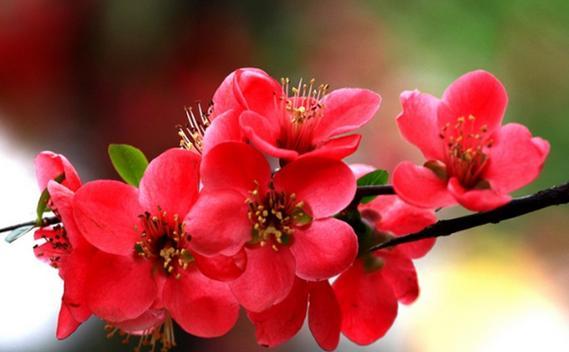 代表魅惑的花是什么？哪种花最妖艳魅惑？