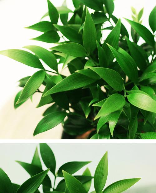 代表平安的植物有哪些？它们各自有什么寓意？