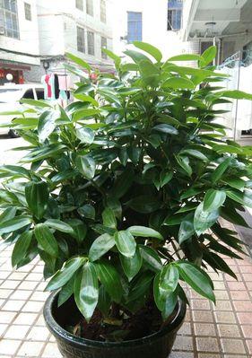 代表平安的植物有哪些？它们各自有什么寓意？