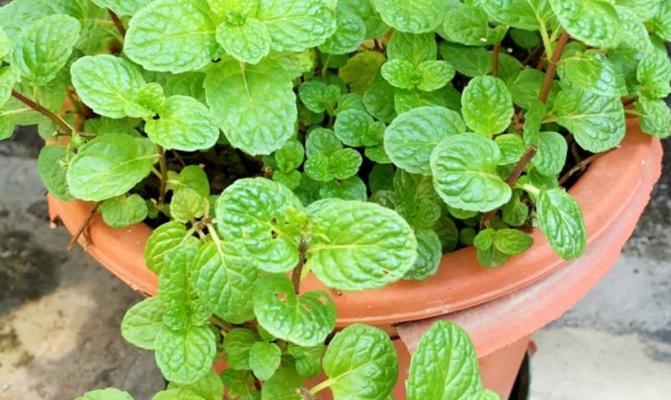 代表守护的植物有哪些？它们各自有何寓意？