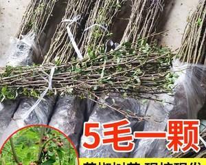 花椒树嫁接的最佳时间是什么时候？如何提高成活率？