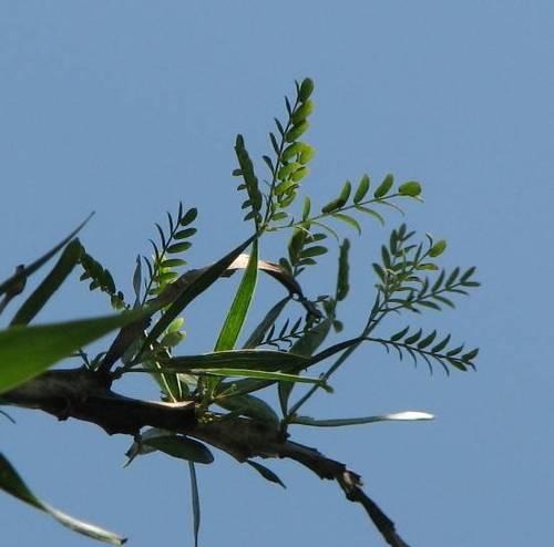 代表思念的植物有哪些？它们各自象征着什么含义？
