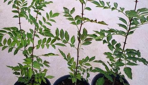 花椒树移栽的最佳时机是什么时候？移栽后如何管理？