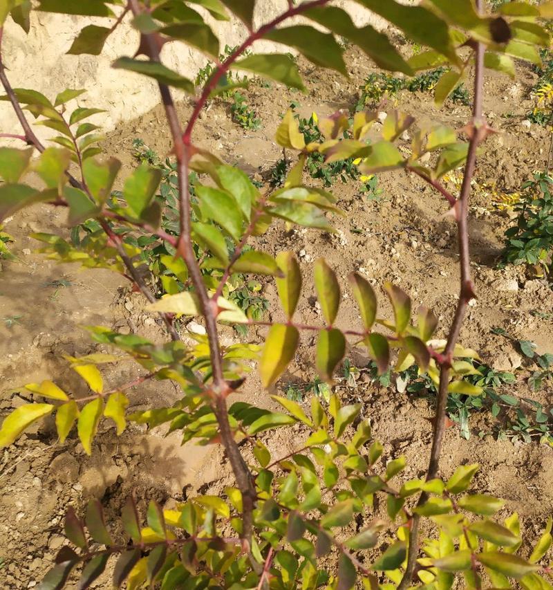 花椒树移栽的最佳时机是什么时候？移栽后如何管理？