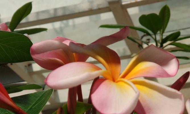 代表希望和未来的花是什么？如何在家中种植和养护？