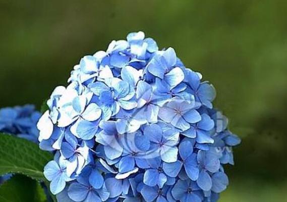 代表希望和未来的花是什么？如何在家中种植和养护？
