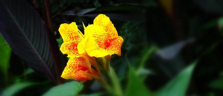 代表执着的植物有哪些？它们的象征意义是什么？