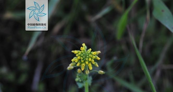花毛茛冬天会冻死吗？如何在寒冷季节保护花毛茛？