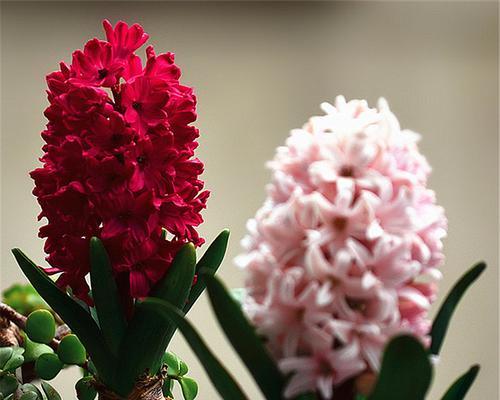 风信子花代表什么意思？花语背后的秘密是什么？