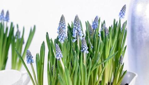 风信子花代表什么意思？花语背后的秘密是什么？