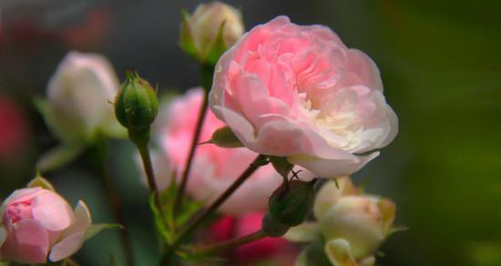 风雨花的花语是什么？风雨花寓意着什么？