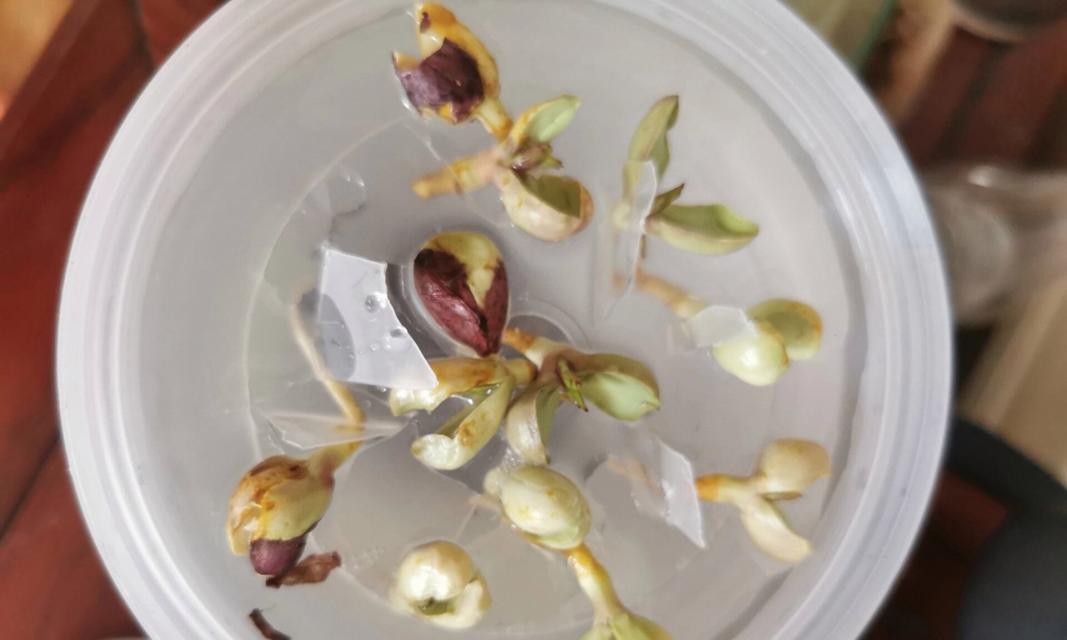 花生发芽长叶的最佳时间是什么时候？常见问题解答？