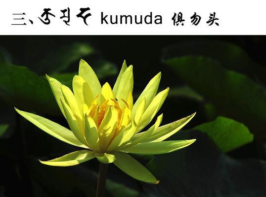 佛莲花象征意义是什么？它在佛教中扮演什么角色？