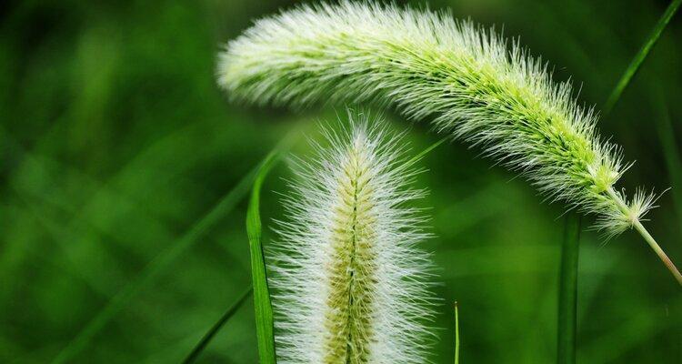 狗尾巴花的含义是什么？如何正确解读狗尾巴花的象征意义？