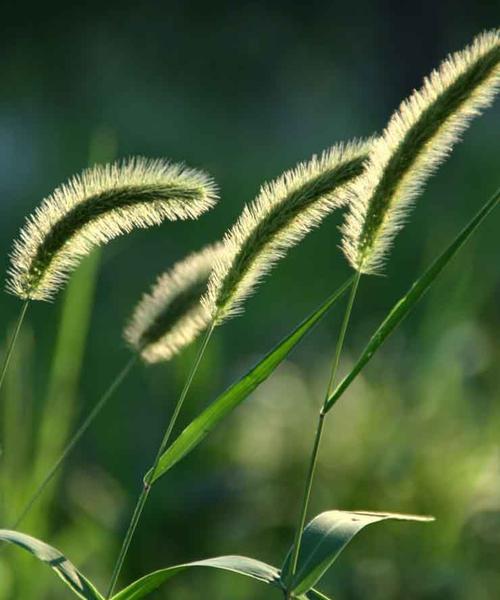 狗尾巴花的花语是什么？如何正确解读狗尾巴花的含义？