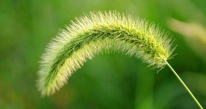 狗尾巴花的花语是什么？如何正确解读狗尾巴花的含义？
