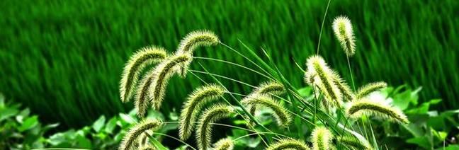狗尾巴花的花语是什么？如何正确解读狗尾巴花的含义？