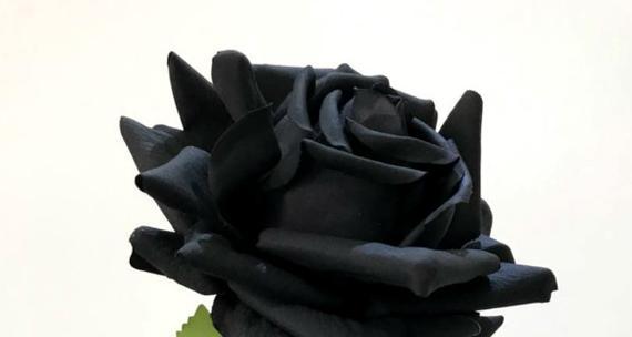 黑玫瑰代表什么？黑玫瑰的花语寓意有哪些？