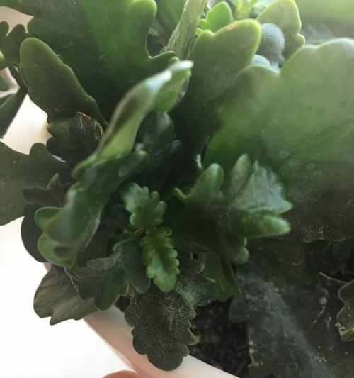 花叶子长虫子怎么办？有效防治方法有哪些？