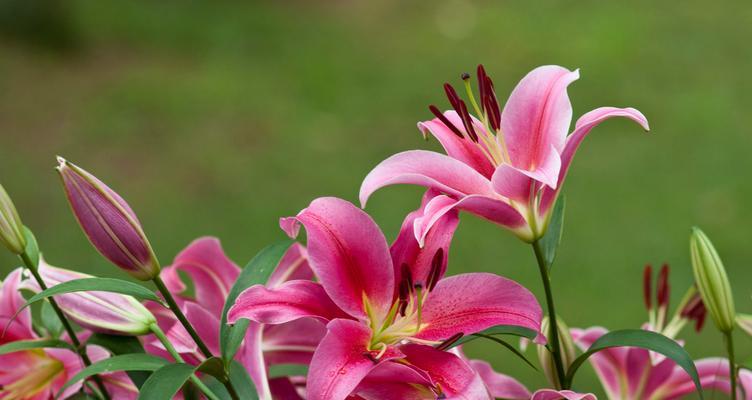 金百合花代表什么？金百合花的寓意有哪些？