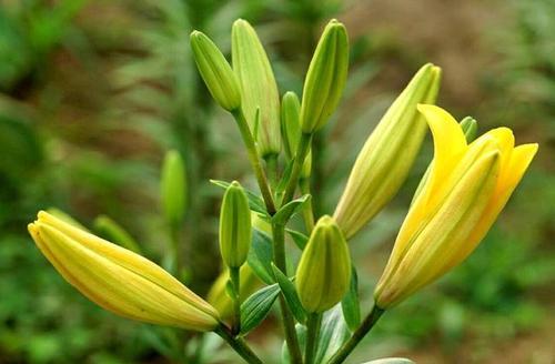 金百合花代表什么？金百合花的寓意有哪些？