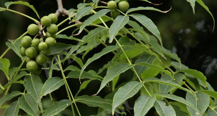 黄柏是保护植物吗？黄柏的保护级别和相关法规是什么？