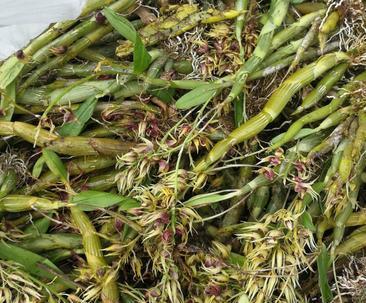 黄草石斛有哪些神奇功效？如何正确食用？