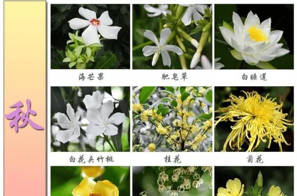 哪些花卉具有季节性的气味？它们与动物的关系是什么？