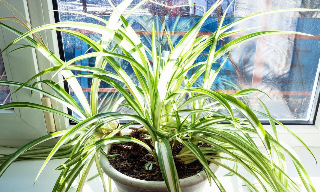 什么植物适合对植配置？对植配置的植物选择有哪些技巧？
