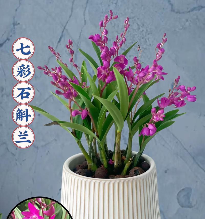 大个石斛盆栽的养护方法是什么？