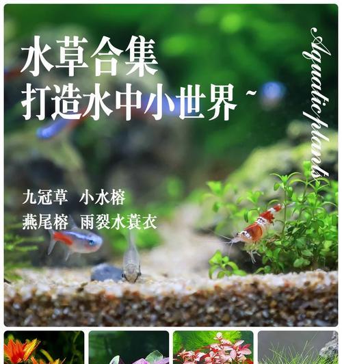 花园湖水中适合种植哪些水草？养护和管理方法是什么？