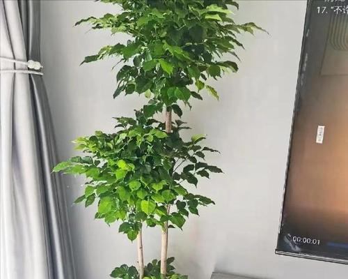 哪些植物适合室内养殖？它们有哪些好处？