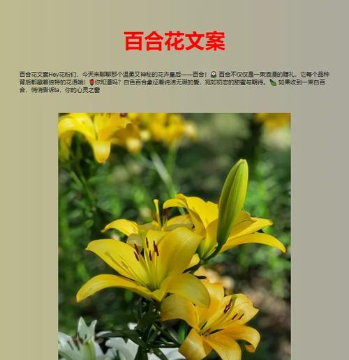 白百合的文案花语有何深意？适合用在哪些场合？