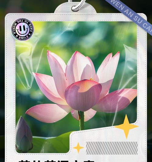 白百合的文案花语有何深意？适合用在哪些场合？