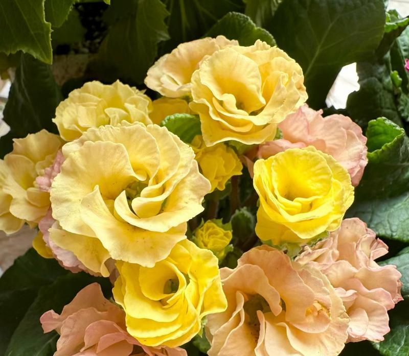 这花真的是玫瑰花吗？如何辨别真正的玫瑰花？