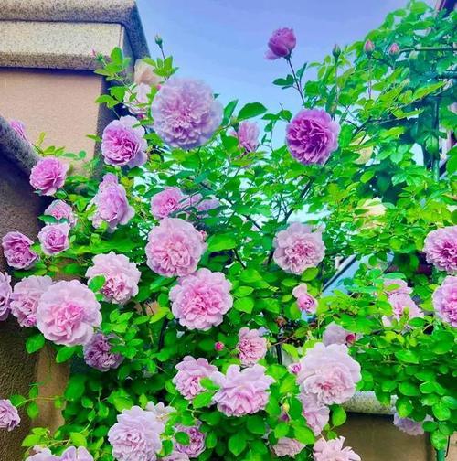 夏天冬天都能养的花卉是什么？有哪些花卉四季皆宜？