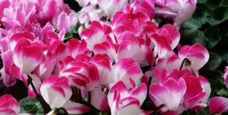 夏天冬天都能养的花卉是什么？有哪些花卉四季皆宜？