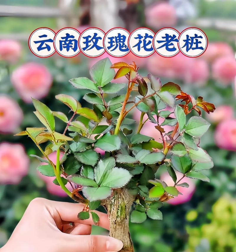 玫瑰花卉的种植步骤和方法是什么？需要注意哪些事项？