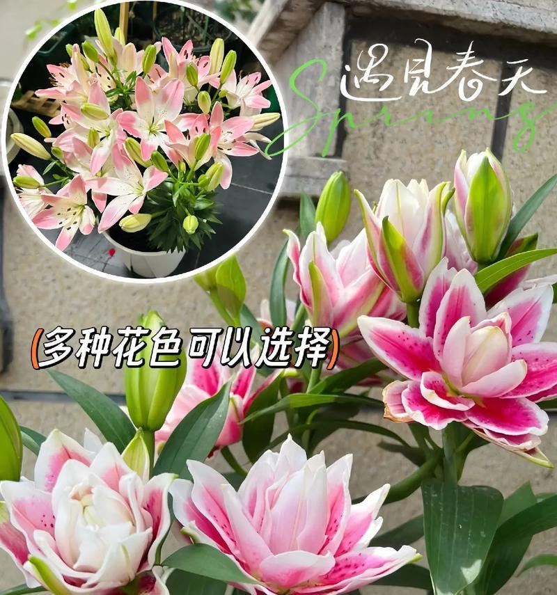 乔迁之喜时送百合花有何寓意？它象征着什么？